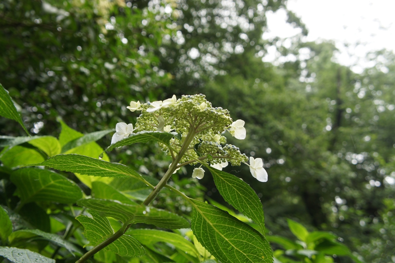 f0368538_15115442.jpg