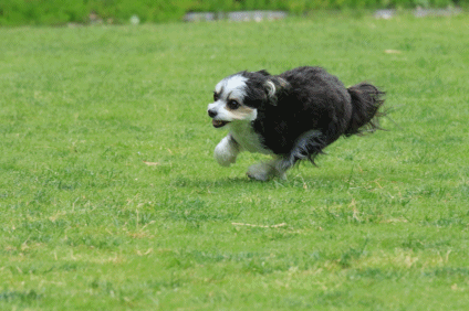c0145250_09232467.gif