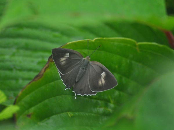c0045352_1858134.jpg