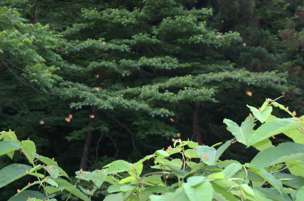 d0098057_09245234.jpg
