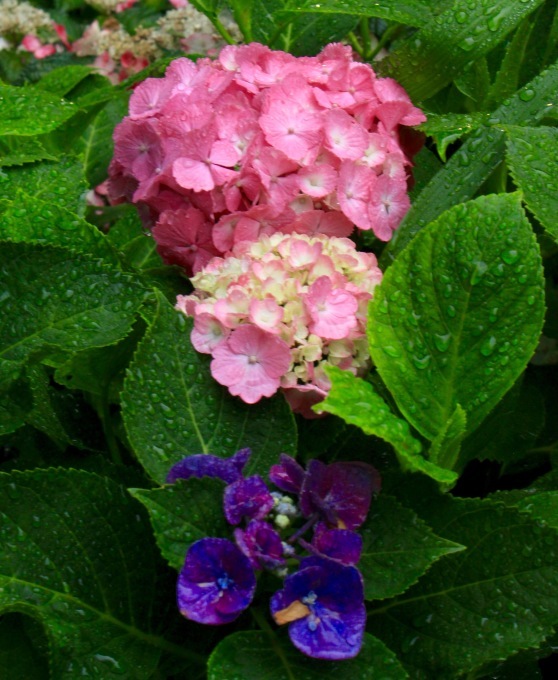 a0248459_14160251.jpg