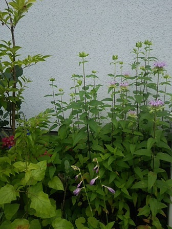 c0172261_17311624.jpg
