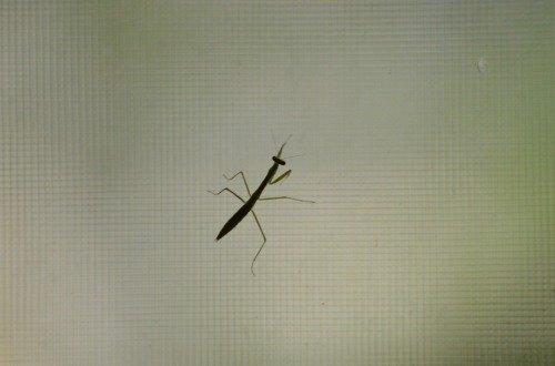 c0186463_20205343.jpg