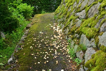 c0303868_15384345.jpg