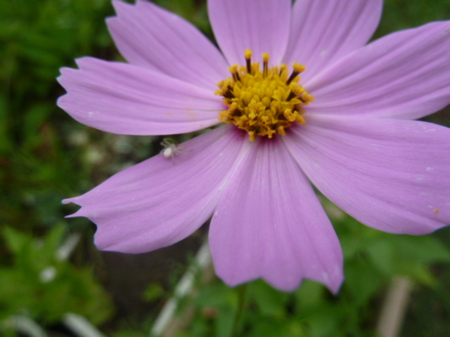 e0278968_20565729.jpg