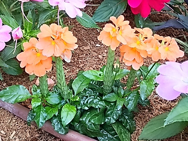 f0303594_20565342.jpg