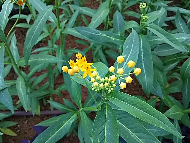 f0303594_20573295.jpg