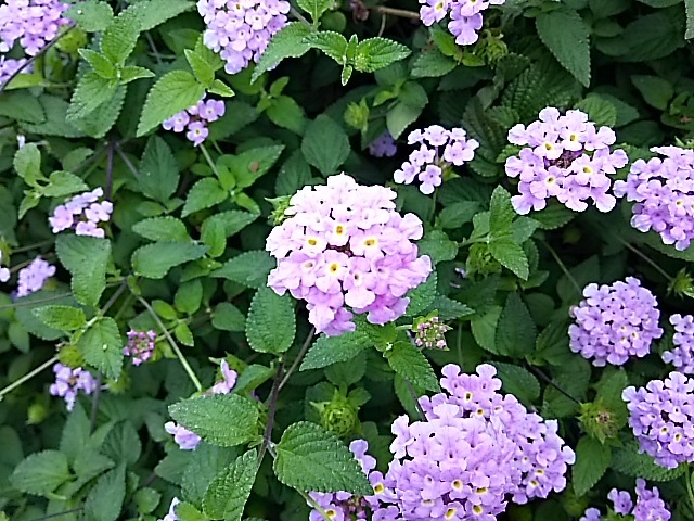 f0303594_20574514.jpg