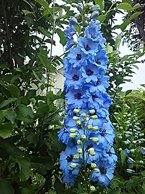 f0316507_18040693.jpg