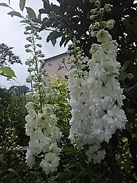 f0316507_18042097.jpg