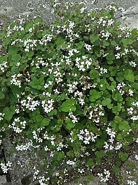 f0316507_18054674.jpg