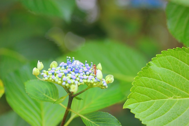 f0201711_12555515.jpg
