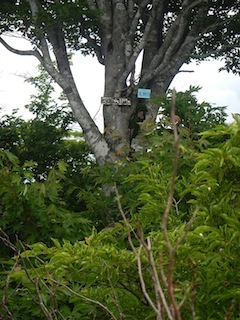 c0359615_22325385.jpg