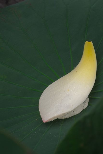 c0047919_08373543.jpg