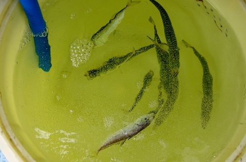 f0373728_07504035.jpg
