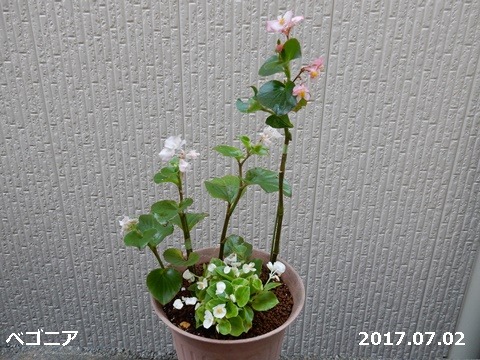 e0033229_18453856.jpg