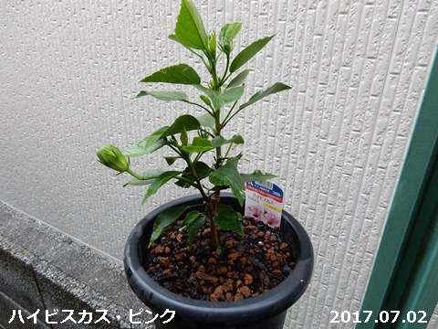 e0033229_19164282.jpg
