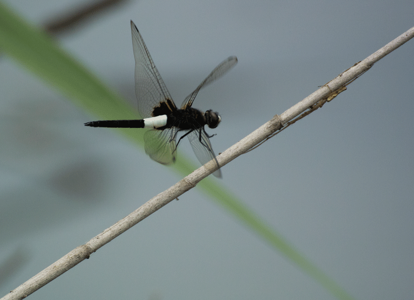 a0126632_14214608.gif