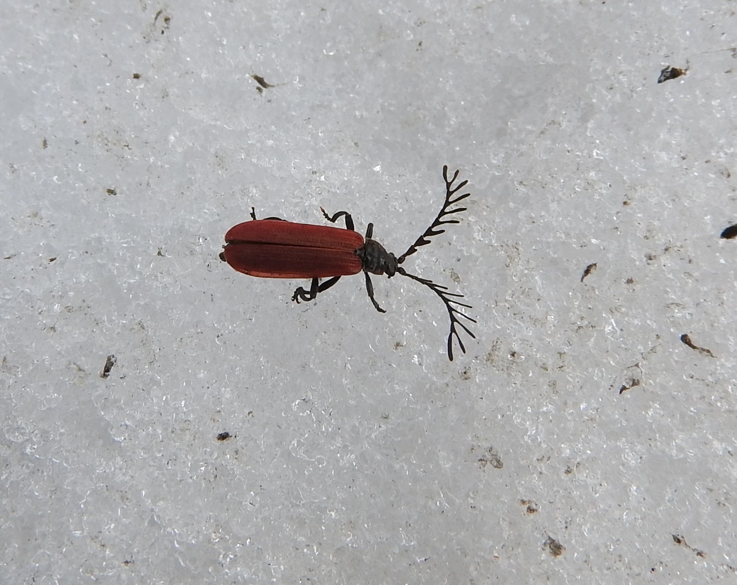 f0118332_12592513.jpg