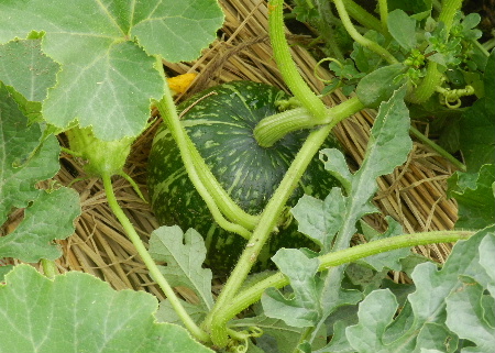 e0172950_2023718.jpg