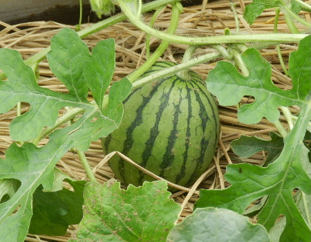 e0172950_2024678.jpg