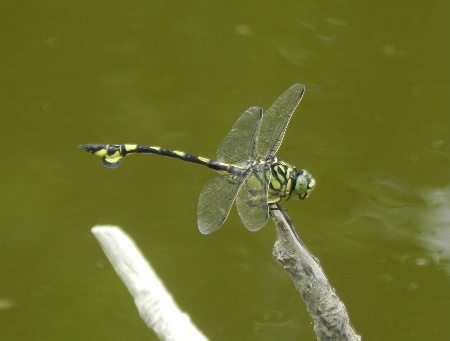 e0172950_21112958.jpg