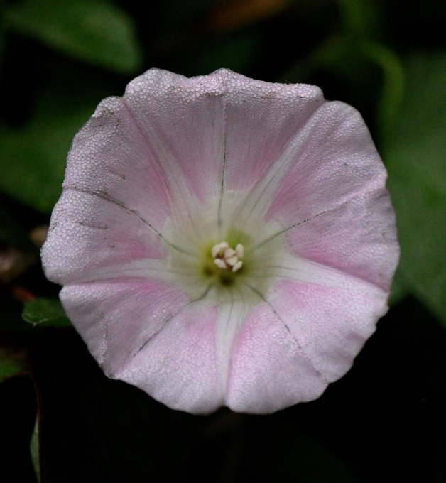 a0248459_15260438.jpg