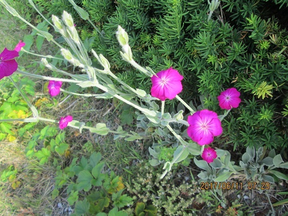 b0046473_17213415.jpg