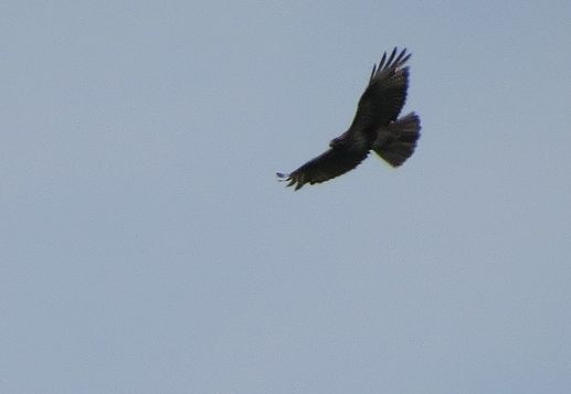 d0020180_9514166.jpg