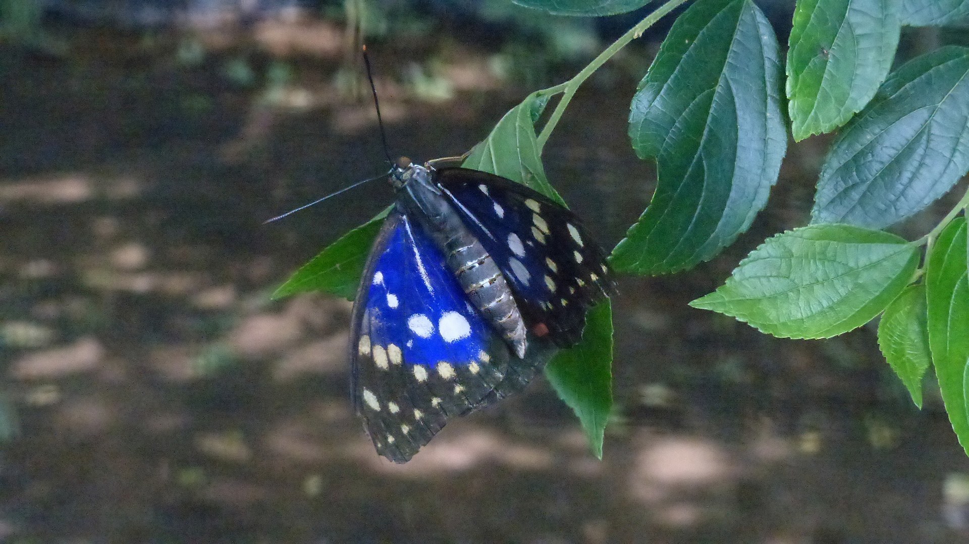 a0185081_13380627.jpg