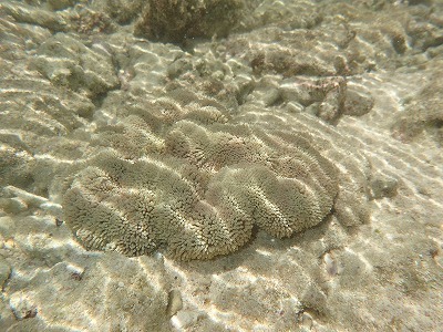 f0338188_15261962.jpg