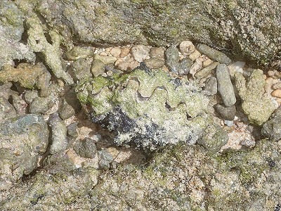 f0338188_15555916.jpg