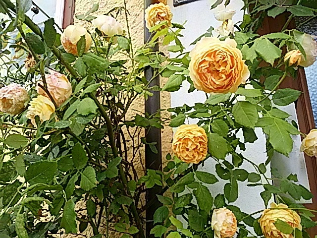 e0014991_23192539.jpg