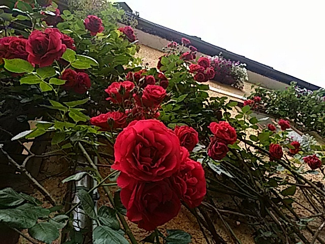 e0014991_23213775.jpg