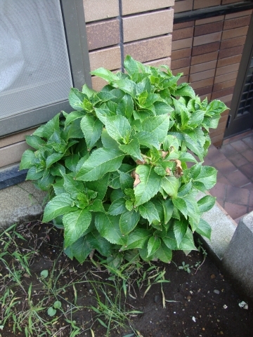 c0322794_22355090.jpg