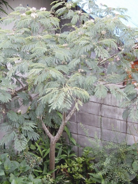 e0025300_21255191.jpg