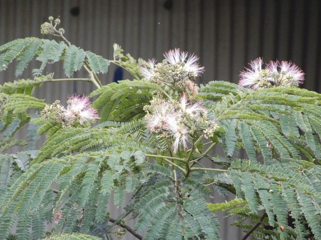 e0025300_21282870.jpg