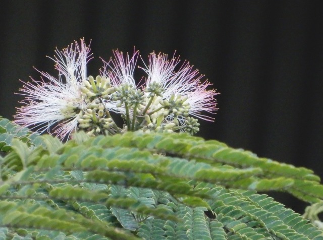 e0025300_2129165.jpg