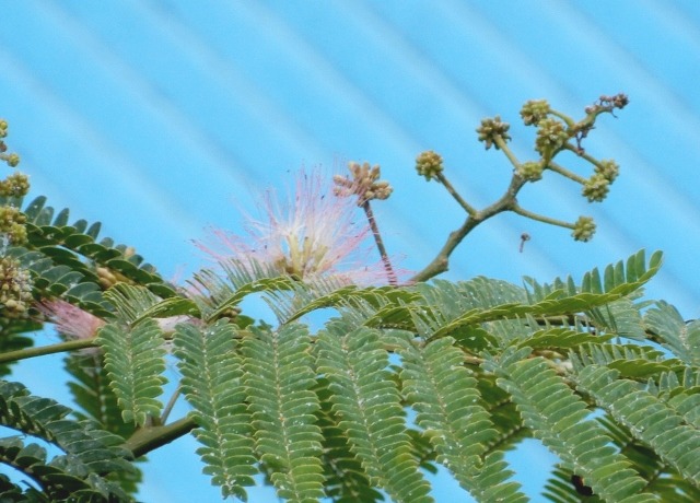 e0025300_21303091.jpg