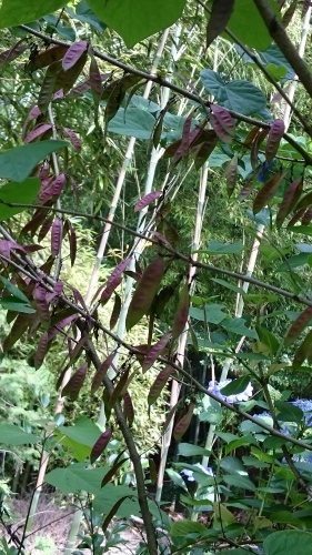 e0351303_23142743.jpg