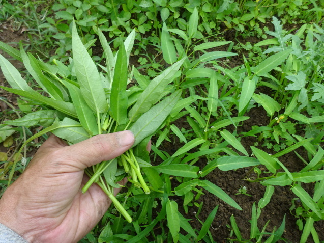 c0369304_21191469.jpg