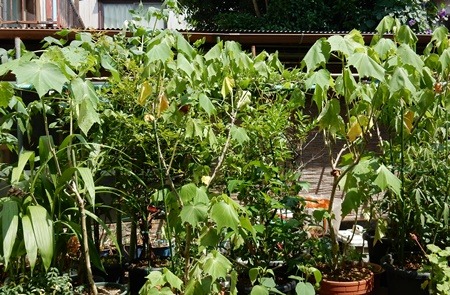 e0033229_1617292.jpg