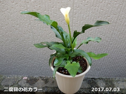 e0033229_16251156.jpg