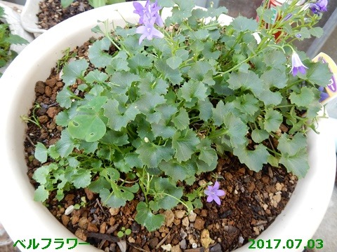 e0033229_16355080.jpg
