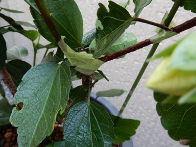 e0033229_1645975.jpg