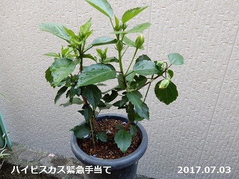 e0033229_16502547.jpg