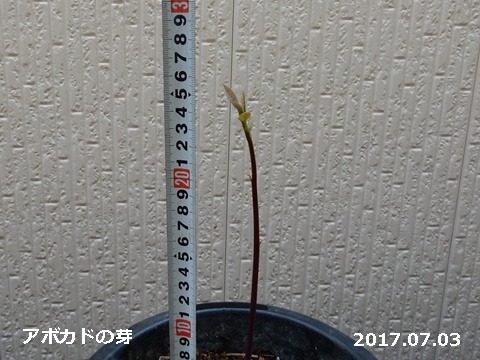 e0033229_16553578.jpg