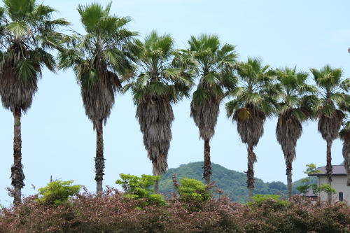 a0345833_22355447.jpg