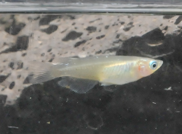 e0097534_15591421.jpg