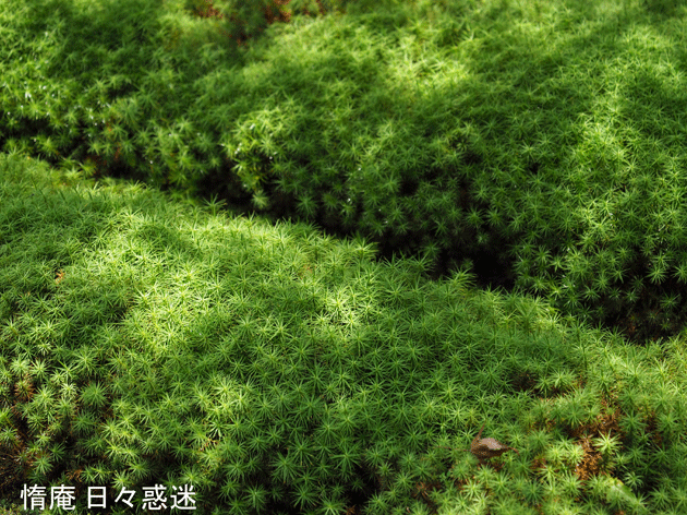 e0346064_15374160.gif